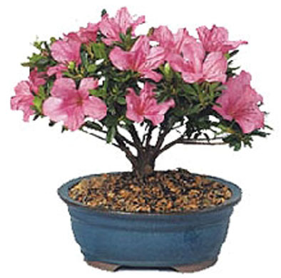 Rhododendron Simsii Bonsai